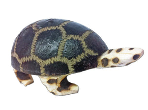 Baby Turtle Wingo Shaker